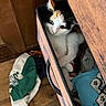 cat, kitten, calico, animal, pet, feline, face, eyes, whiskers, ears, fur, black_white, orange_patches, drawer, furniture, wood, laundry, clothing, indoors, curious