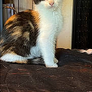 Willow joined the competition — help win amazing prizes! cat, kitten, calico, pet, animal, feline, sitting, portrait, bright_eyes, whiskers, ears, fur, tricolor, indoor, blanket, bed, fan, wood_paneling, cozy, close_up