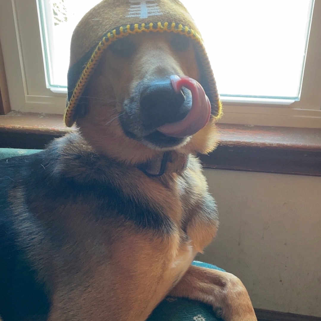 Bear is registered to the contest to win money with this photo: dog, beanie, winter_hat, pom_pom, tongue, nose, sitting, indoors, window, backlit, portrait, pet, canine, brown_fur, black_and_tan, chair, cozy, funny, cute, close_up