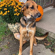 Bear is registered to the contest to win money with this photo: dog, canine, sitting, portrait, outdoor, autumn, pumpkin, flowers, marigolds, garden, front_yard, welcome_sign, fence, house, grass, sidewalk, collar, brown_fur, black_mask, daylight