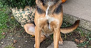 Bear is registered to the contest to win money with this photo: dog, canine, pet, sitting, portrait, outdoor, garden, flowers, pumpkin, autumn, fence, backyard, potted_plant, collar, brown_fur, black_muzzle, animal_face, grass, concrete, welcome_sign