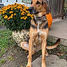 Bear joined the competition — help win amazing prizes! dog, canine, sitting, outdoor, autumn, fall, flowers, orange_flowers, garden, porch, front_yard, house, wooden_railing, potted_plant, pumpkin, decoration, collar, tan_fur, black_markings, portrait