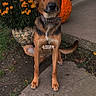 Bear joined the competition — help win amazing prizes! dog, german_shepherd, sitting, portrait, outdoor, garden, autumn, pumpkin, marigolds, flowers, fence, front_yard, sidewalk, collar, brown_fur, black_muzzle, animal, pet, welcome_sign, timestamp