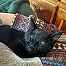 Salem is registered to the contest to win money with this photo: black_cat, cat, sleeping, napping, indoors, lap, person, tattoo, blanket, textile, patterned_fabric, cuddly, relaxed, whiskers, ears, fur, cozy, home, wooden_furniture, portrait