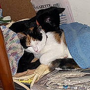 Salem joined the competition — help win amazing prizes! cats, two_cats, calico_cat, black_cat, sleeping, cuddling, pet, feline, animals, indoor, bed, quilt, newspapers, chair, wood, cozy, resting, home, photography, newspaper_stack