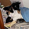 cats, two_cats, calico_cat, black_cat, sleeping, cuddling, pet, feline, animals, indoor, bed, quilt, newspapers, chair, wood, cozy, resting, home, photography, newspaper_stack