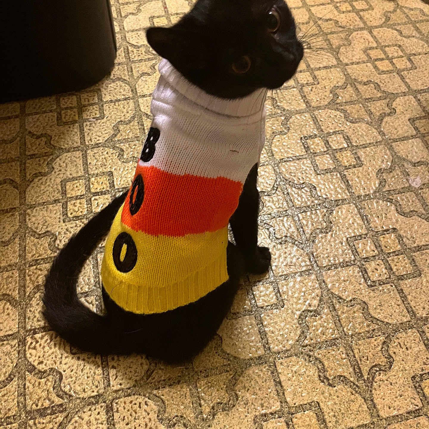 Salem joined the competition — help win amazing prizes! cat, black_cat, pet, animal, sweater, clothing, striped_sweater, red, yellow, white, sitting, indoors, floor, patterned_floor, tail, whiskers, ears, portrait, cute, funny