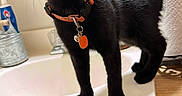 Salem is registered to the contest to win money with this photo: cat, black_cat, pet, animal, collar, orange_collar, tags, standing, indoor, bathroom, countertop, sink, home, cabinet, wood, furniture, tail, alert, curious, portrait