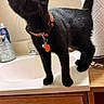 cat, black_cat, pet, animal, collar, orange_collar, tags, standing, indoor, bathroom, countertop, sink, home, cabinet, wood, furniture, tail, alert, curious, portrait