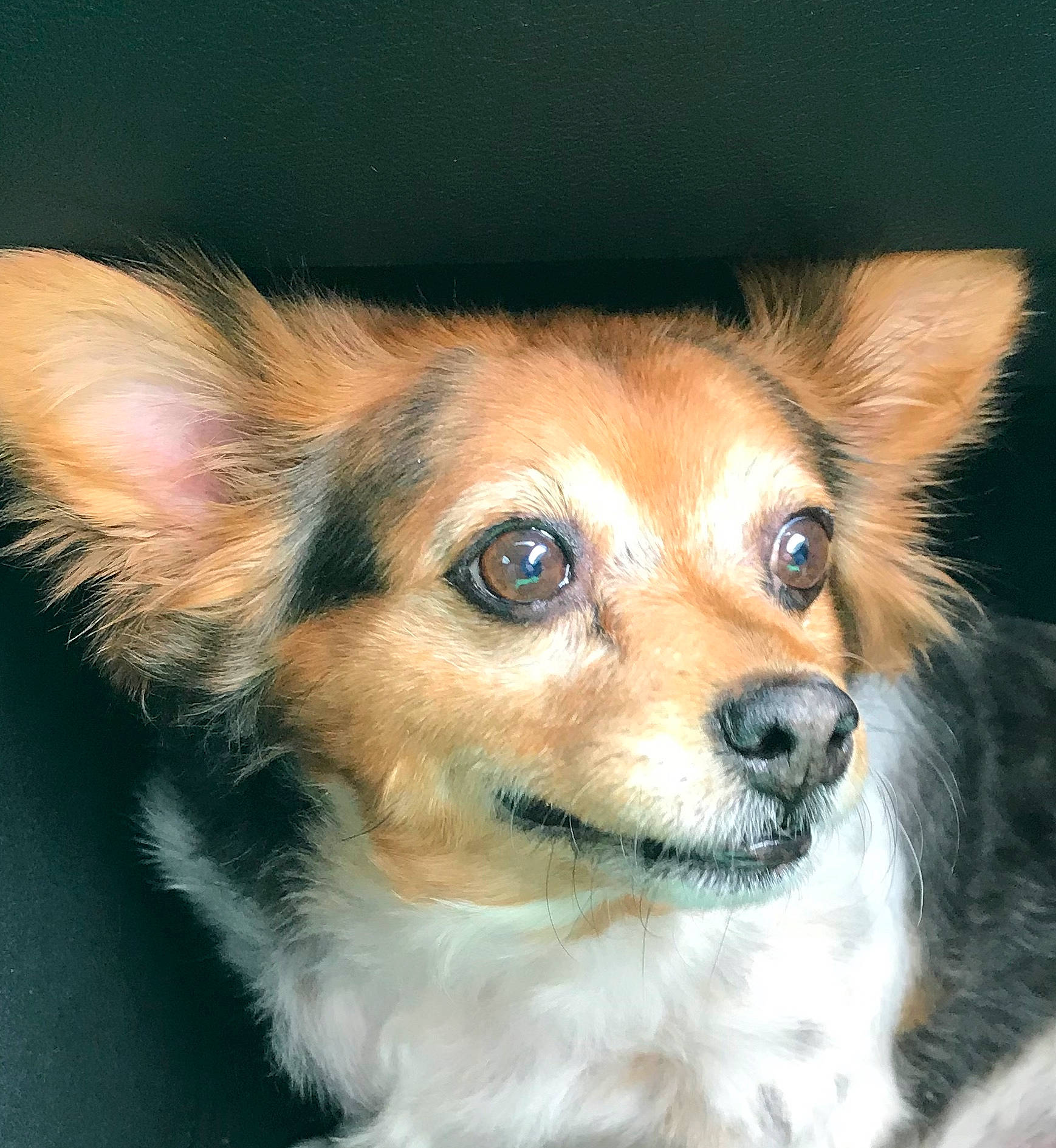 Dalton is registered to the contest to win money with this photo: canidae, cardigan_welsh_corgi, carnivore, companion_dog, dog, dog_breed, ear, eye, fur, mammal, nose, papillon, puppy, rare_breed_dog, snout, sporting_group, vertebrate, whiskers