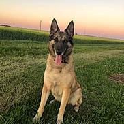 Louky participe au concours pour gagner de l'argent avec cette photo : dog, german_shepherd, grass, field, sunset, outdoor, animal, pet, nature, sky, greenery, tongue_out, ears_up, sitting, canine, mammal, happy, landscape, pastel_sky, collar