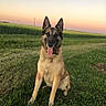 dog, german_shepherd, grass, field, sunset, outdoor, animal, pet, nature, sky, greenery, tongue_out, ears_up, sitting, canine, mammal, happy, landscape, pastel_sky, collar