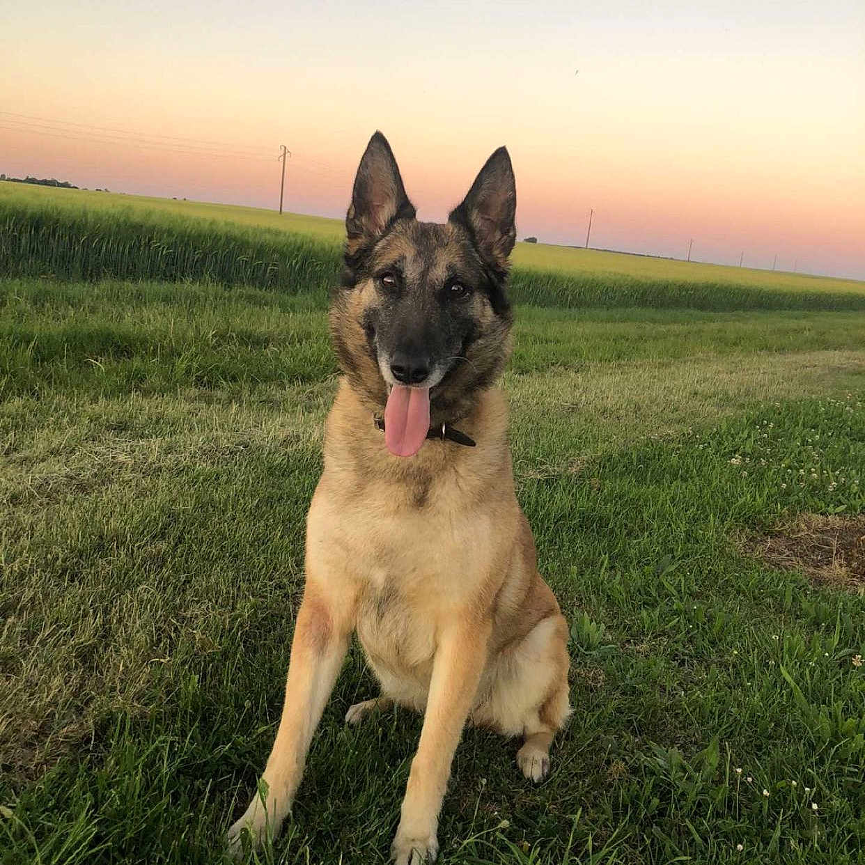 Louky participe au concours pour gagner de l'argent avec cette photo : dog, german_shepherd, grass, field, sunset, outdoor, animal, pet, nature, sky, greenery, tongue_out, ears_up, sitting, canine, mammal, happy, landscape, pastel_sky, collar