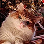 cat, orange_cat, white_cat, fluffy, pet, christmas_tree, holiday_decor, lights, ornaments, cozy, blanket, indoor, relaxed, cute, feline, animal, winter, festive, decorations, home
