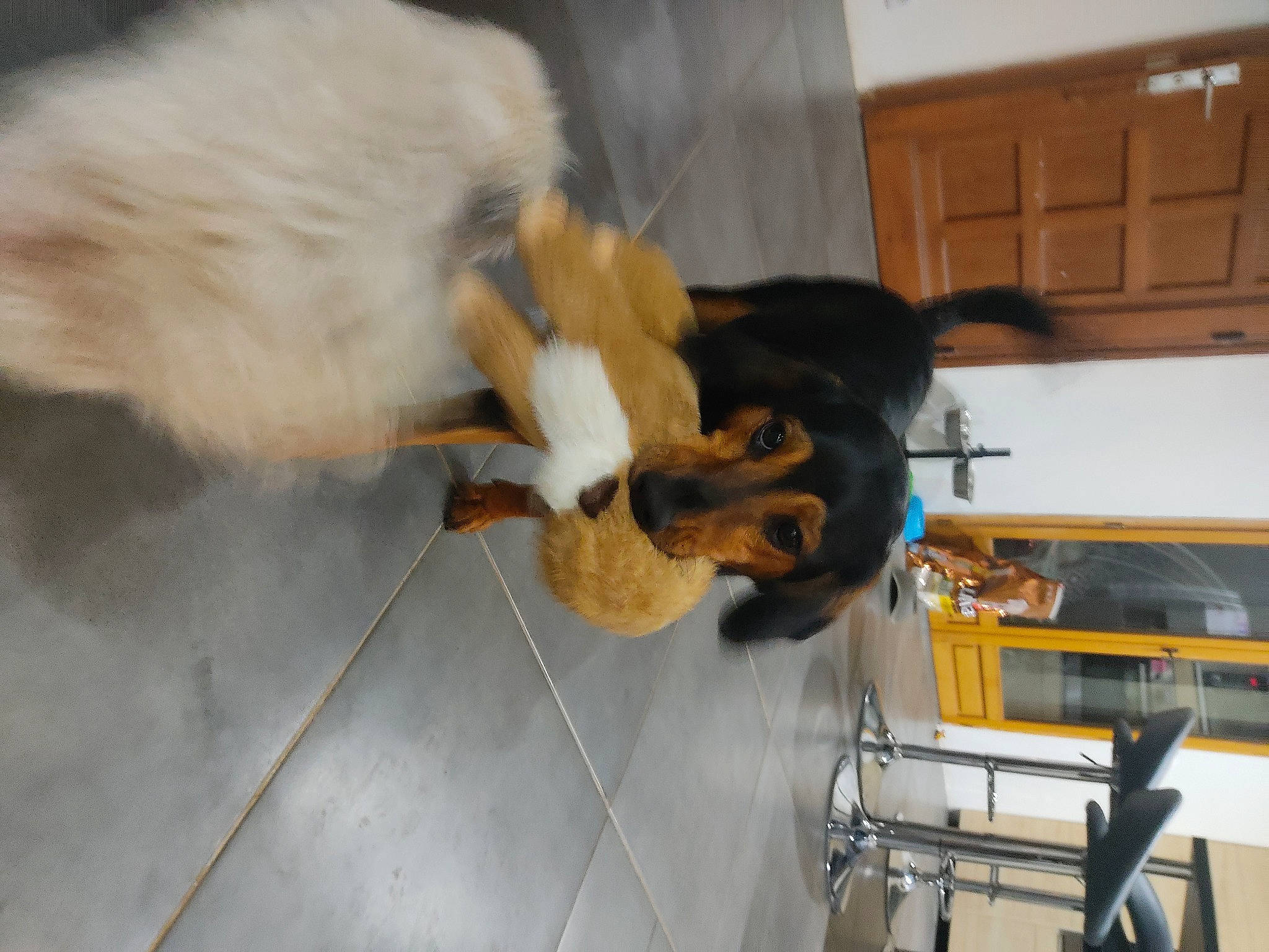 Baloo a rejoint le concours — aidez-le/la à gagner de superbes lots ! cabinetry, canidae, carnivore, claw, companion_dog, dog, dog_breed, fawn, felidae, flooring, fur, hardwood, paw, pomeranian, room, small_to_medium_sized_cats, sporting_group, tail, working_animal