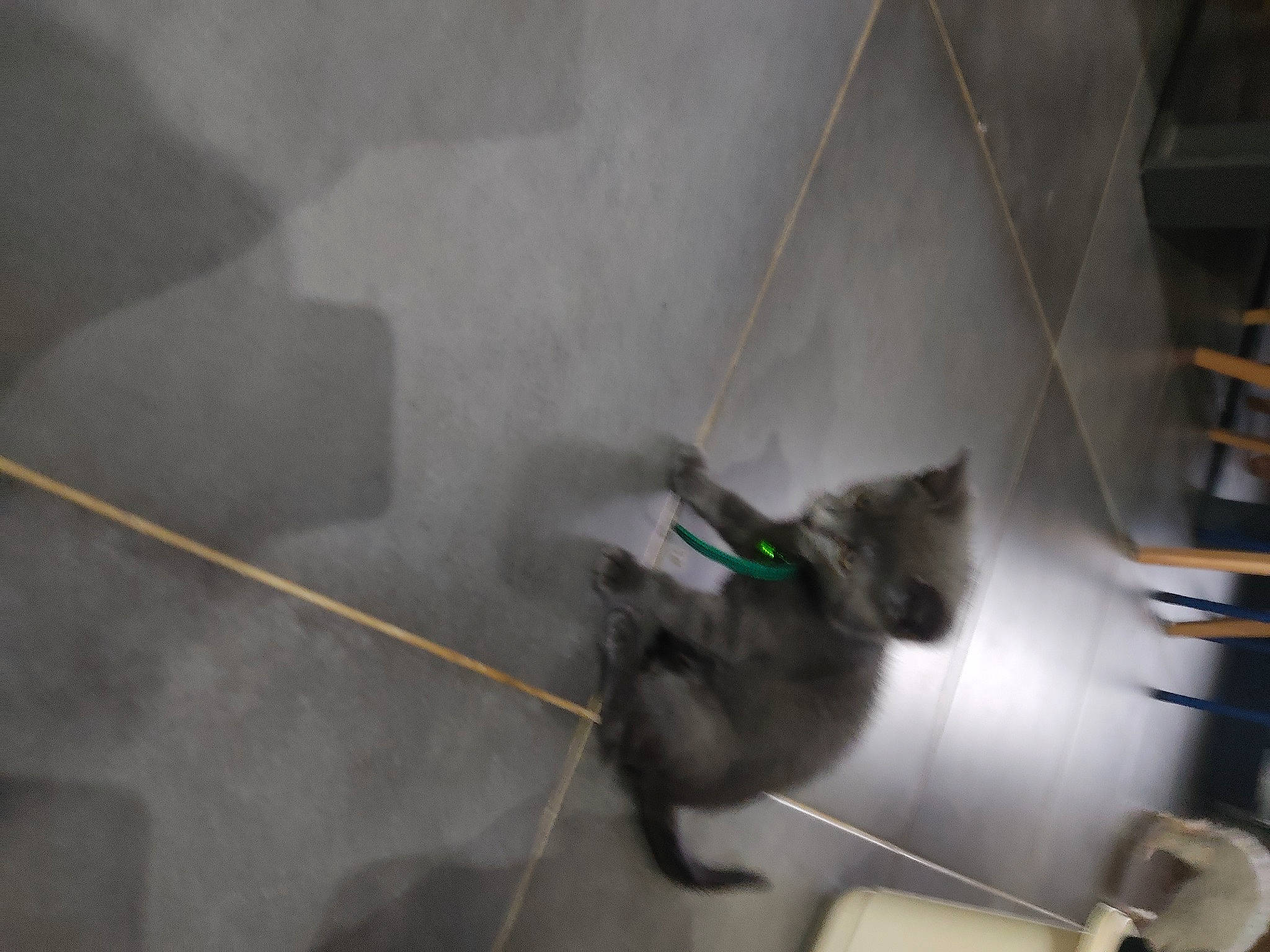 Twist a rejoint le concours — aidez-le/la à gagner de superbes lots ! cat, electrical_wiring, felidae, floor, flooring, gas, glass, grey, hardwood, machine, room, shadow, small_to_medium_sized_cats, smoke, tail, tile, visual_arts, whiskers, windshield, wire