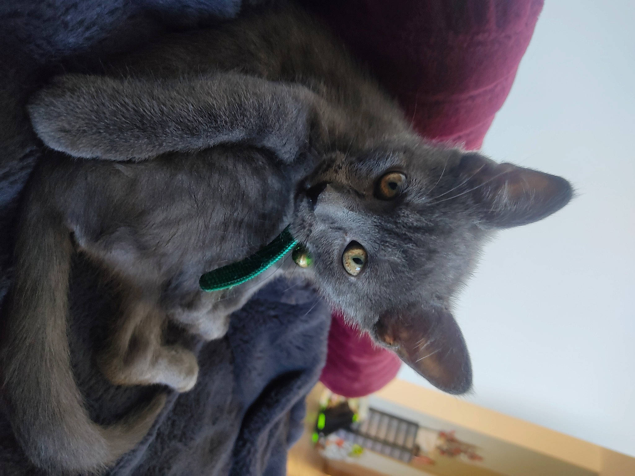 Twist a rejoint le concours — aidez-le/la à gagner de superbes lots ! black_cat, carnivore, cat, chartreux, claw, comfort, domestic_short_haired_cat, ear, felidae, fur, grey, russian_blue, small_to_medium_sized_cats, snout, tail, whiskers