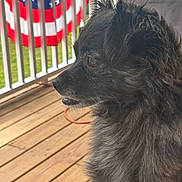 Gabby joined the competition — help win amazing prizes! dog, black_dog, fluffy, side_profile, wooden_deck, american_flag, railing, outdoor, pet, fur, portrait, calm, daylight, background_blur, animal, canine, close-up, looking_away, domestic_animal, nature