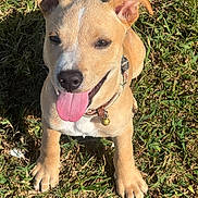 King joined the competition — help win amazing prizes! puppy, dog, grass, outdoor, tongue_out, collar, bell, ears, nose, happy, pet, animal, cute, sunlight, playful, young, canine, sitting, friendly, nature