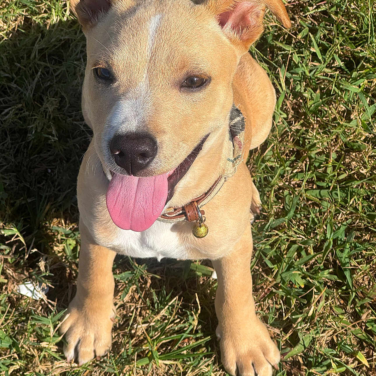 King joined the competition — help win amazing prizes! animal, bell, canine, collar, cute, dog, ears, friendly, grass, happy, nature, nose, outdoor, pet, playful, puppy, sitting, sunlight, tongue_out, young