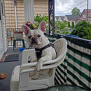 Teddy joined the competition — help win amazing prizes! casual, cloudy_sky, daytime, dog, fence, footwear, french_bulldog, greenery, harness, house, outdoor, pet, plastic_chair, porch, potted_plant, power_lines, railing, residential_area, table, wind_chime