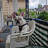 casual, cloudy_sky, daytime, dog, fence, footwear, french_bulldog, greenery, harness, house, outdoor, pet, plastic_chair, porch, potted_plant, power_lines, railing, residential_area, table, wind_chime