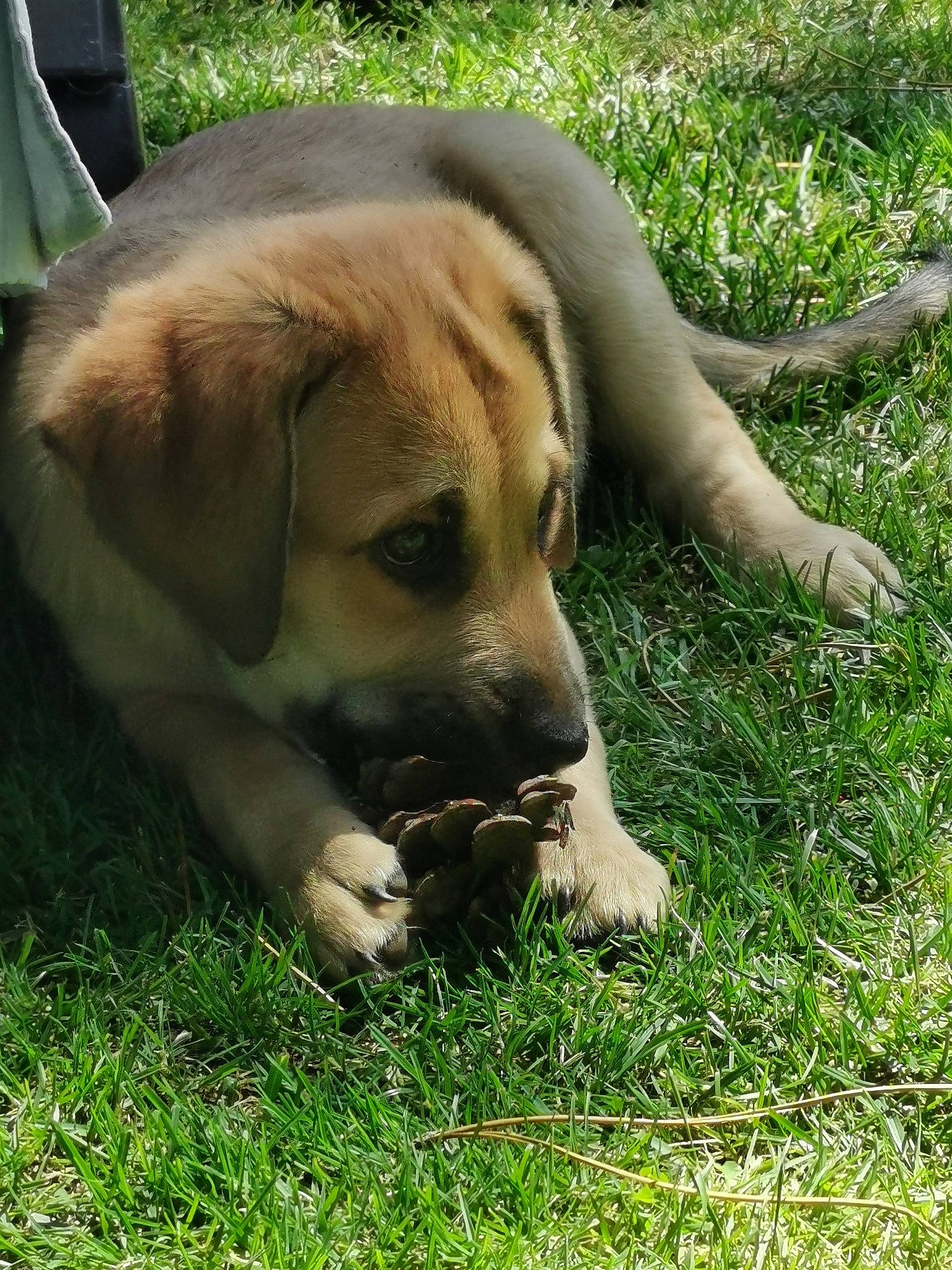 Shance participe au concours pour gagner de l'argent avec cette photo : canidae, carnivore, companion_dog, dog, dog_breed, fawn, grass, gun_dog, hunting_dog, plant, retriever, snout, sporting_group, tail, terrestrial_animal, tree, working_animal