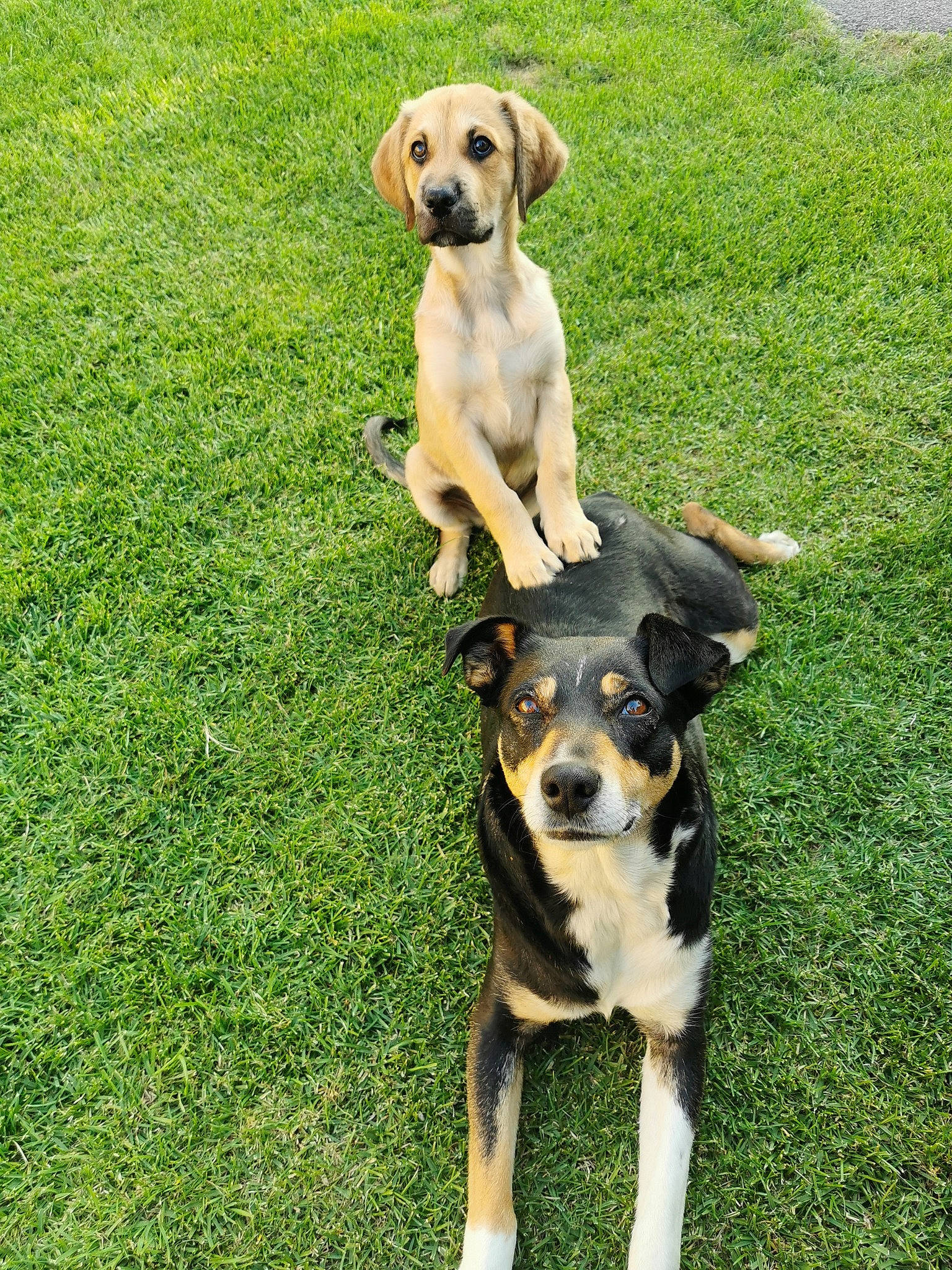 Shance participe au concours pour gagner de l'argent avec cette photo : canidae, carnivore, chair, collar, companion_dog, dog, dog_breed, dog_collar, grass, guard_dog, happy, lawn, mammal, pet_supply, plant, snout, sporting_group, vertebrate, working_animal, working_dog