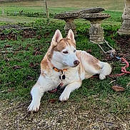 Snow a rejoint le concours — aidez-le/la à gagner de superbes lots ! dog, husky, animal, grass, outdoor, collar, leash, pet, blue_eyes, nature, stone, garden, resting, fur, mammal, canine, earth, greenery, daylight, landscape