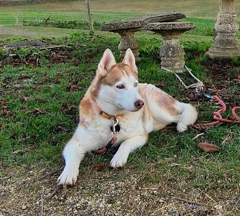 Snow a rejoint le concours — aidez-le/la à gagner de superbes lots ! dog, husky, animal, grass, outdoor, collar, leash, pet, blue_eyes, nature, stone, garden, resting, fur, mammal, canine, earth, greenery, daylight, landscape