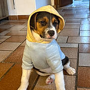Spock participe au concours pour gagner de l'argent avec cette photo : puppy, dog, hoodie, clothing, indoor, floor, tile, pet, young, cute, sitting, brown, white, black, adorable, animal, companion, fur, paw, canine
