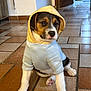 puppy, dog, hoodie, clothing, indoor, floor, tile, pet, young, cute, sitting, brown, white, black, adorable, animal, companion, fur, paw, canine