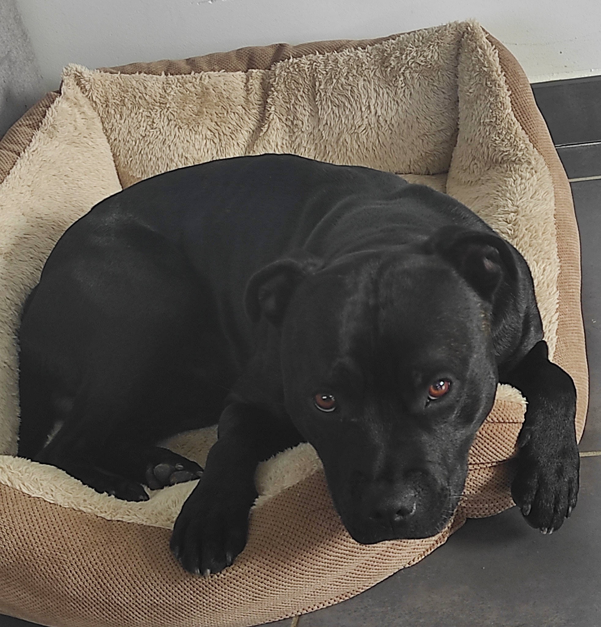 Gandhi a rejoint le concours — aidez-le/la à gagner de superbes lots ! borador, canidae, carnivore, comfort, companion_dog, dog, dog_breed, fawn, flooring, fur, grey, guard_dog, gun_dog, liver, pet_supply, retriever, snout, sporting_group, whiskers, working_animal