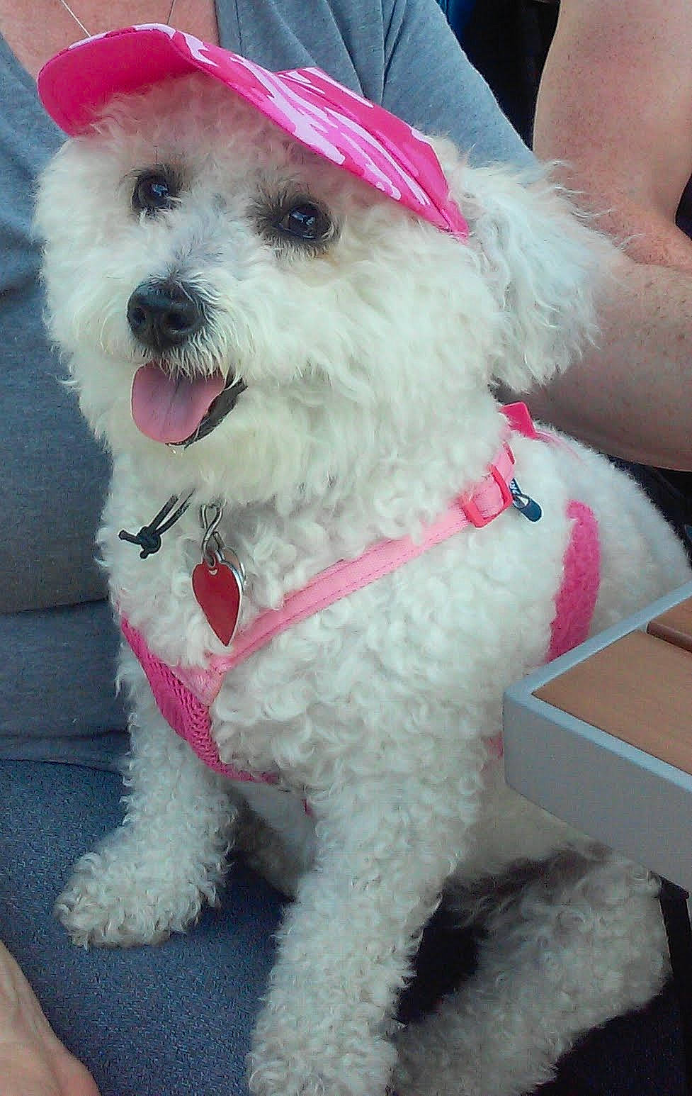 Phoebe joined the competition — help win amazing prizes! canidae, carnivore, collar, companion_dog, dog, dog_breed, dog_collar, dog_supply, eyewear, fashion_accessory, fur, leash, shipping_box, small_terrier, snout, sporting_group, terrier, toy_dog, vision_care, working_animal