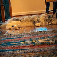 Mochi joined the competition — help win amazing prizes! cat, fluffy_cat, lying_down, wooden_floor, rug, indoor, furniture, chair, window, relaxed, pet, animal, home, cozy, domestic, flooring, carpet, resting, long_hair, orange_eyes