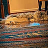 cat, fluffy_cat, lying_down, wooden_floor, rug, indoor, furniture, chair, window, relaxed, pet, animal, home, cozy, domestic, flooring, carpet, resting, long_hair, orange_eyes
