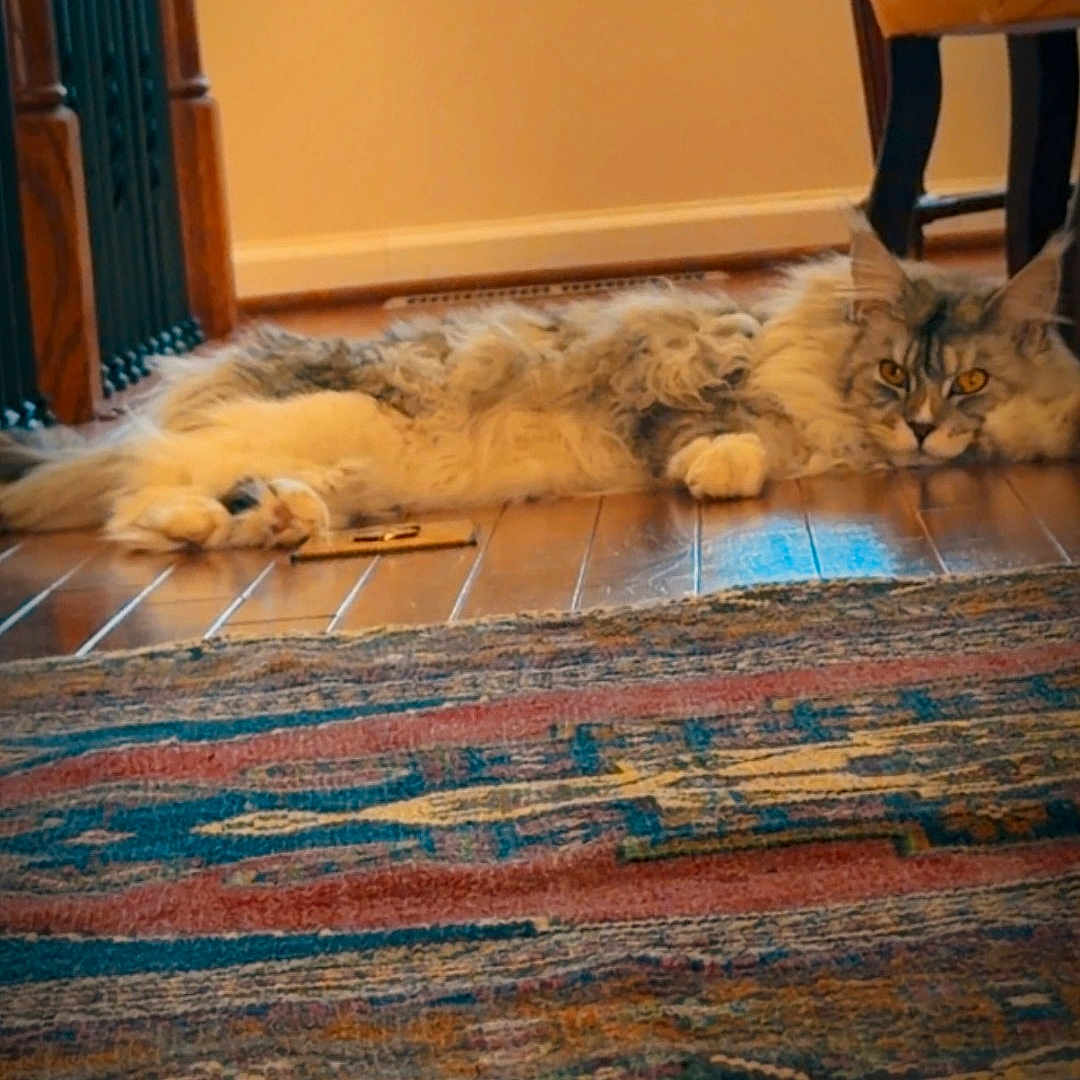 Mochi