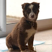 Alfy a rejoint le concours — aidez-le/la à gagner de superbes lots ! puppy, dog, brown, white, sitting, indoor, floor, tile, collar, pet, young, curious, cute, animal, domestic, fur, window, light, shadow, house