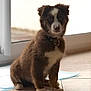puppy, dog, brown, white, sitting, indoor, floor, tile, collar, pet, young, curious, cute, animal, domestic, fur, window, light, shadow, house