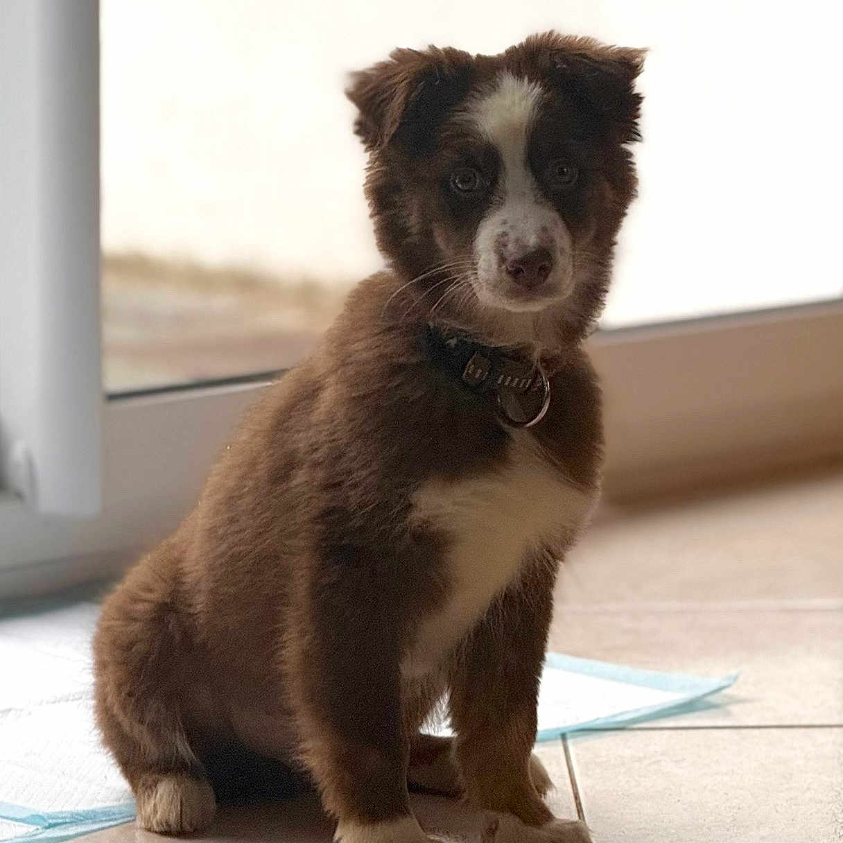 Alfy a rejoint le concours — aidez-le/la à gagner de superbes lots ! animal, brown, collar, curious, cute, dog, domestic, floor, fur, house, indoor, light, pet, puppy, shadow, sitting, tile, white, window, young