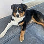 dog, tricolor, outdoor, concrete, patio, lying_down, pet, animal, fur, ears, eyes, snout, paw, canine, domestic_animal, relaxed, looking_at_camera, sidewalk, door, wall