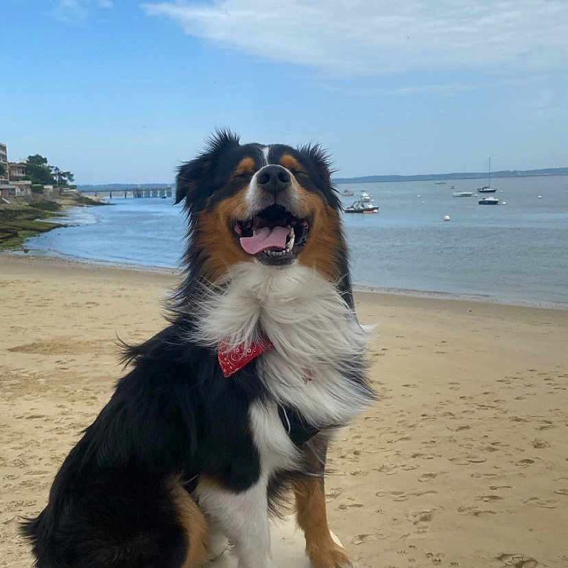 Uoko a rejoint le concours — aidez-le/la à gagner de superbes lots ! animal, bandana, beach, boats, canine, clouds, coast, dog, fur, happy, nature, outdoor, paw, sand, sea, sitting, sky, smiling, tongue_out, water
