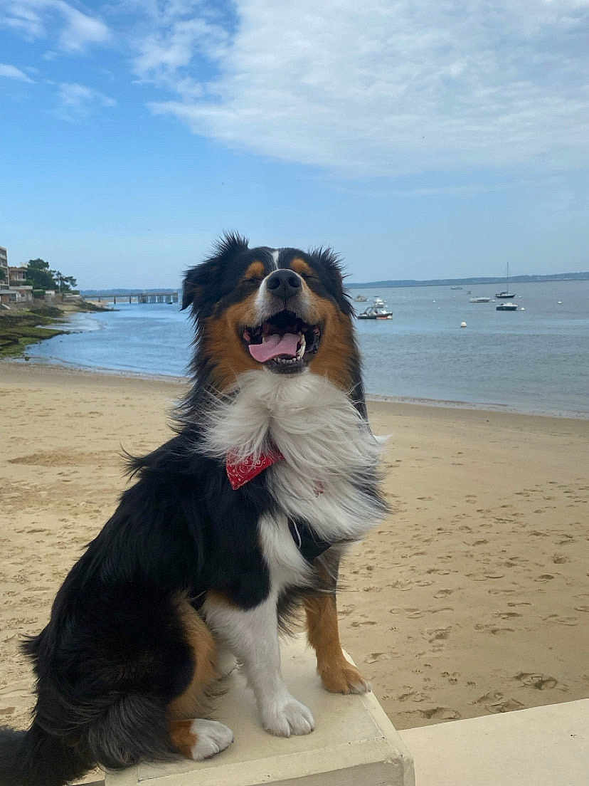 Uoko a rejoint le concours — aidez-le/la à gagner de superbes lots ! dog, beach, sand, water, boats, sky, clouds, bandana, happy, tongue_out, sitting, outdoor, nature, canine, fur, paw, sea, coast, animal, smiling