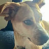 Chase is registered to the contest to win money with this photo: animal, background, blur, brown_fur, canine, close_up, dog, ears, face, fur, indoor, light, muzzle, pet, portrait, shadow, sitting, snout, white_fur, window