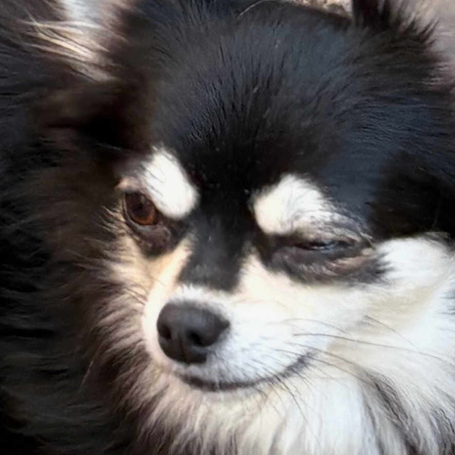 Pebbles joined the competition — help win amazing prizes! animal, canine, chihuahua, cockerspaniel, dog, eskimodog, horse, husky, papillon, pebble, pet, puppy, road, rock, snout