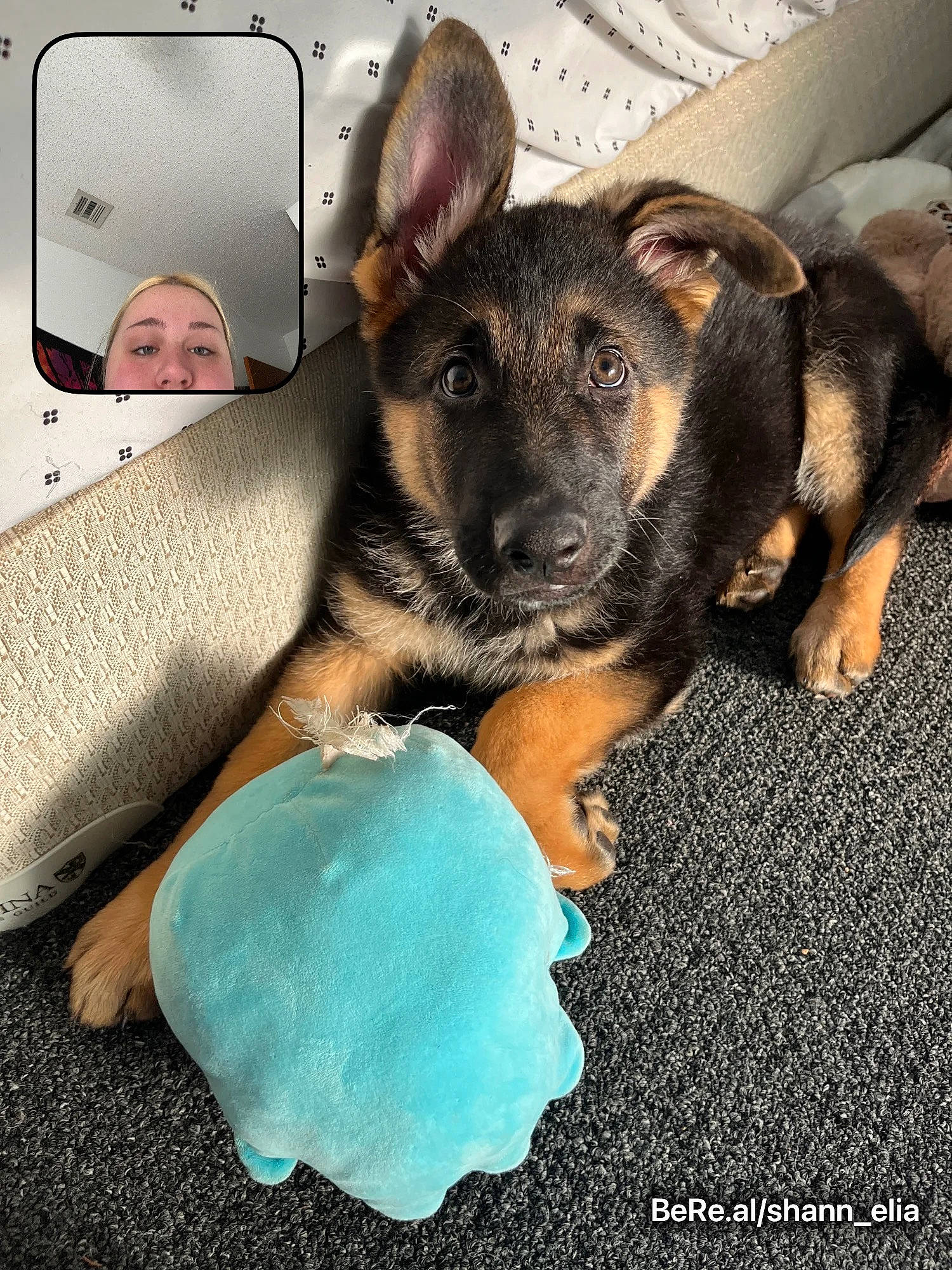 Apollo is registered to the contest to win money with this photo: canidae, carnivore, comfort, companion_dog, couch, dog, dog_breed, ear, fawn, fur, german_shepherd_dog, guard_dog, mammal, paw, sitting, snout, sporting_group, toy_dog, vertebrate, working_dog