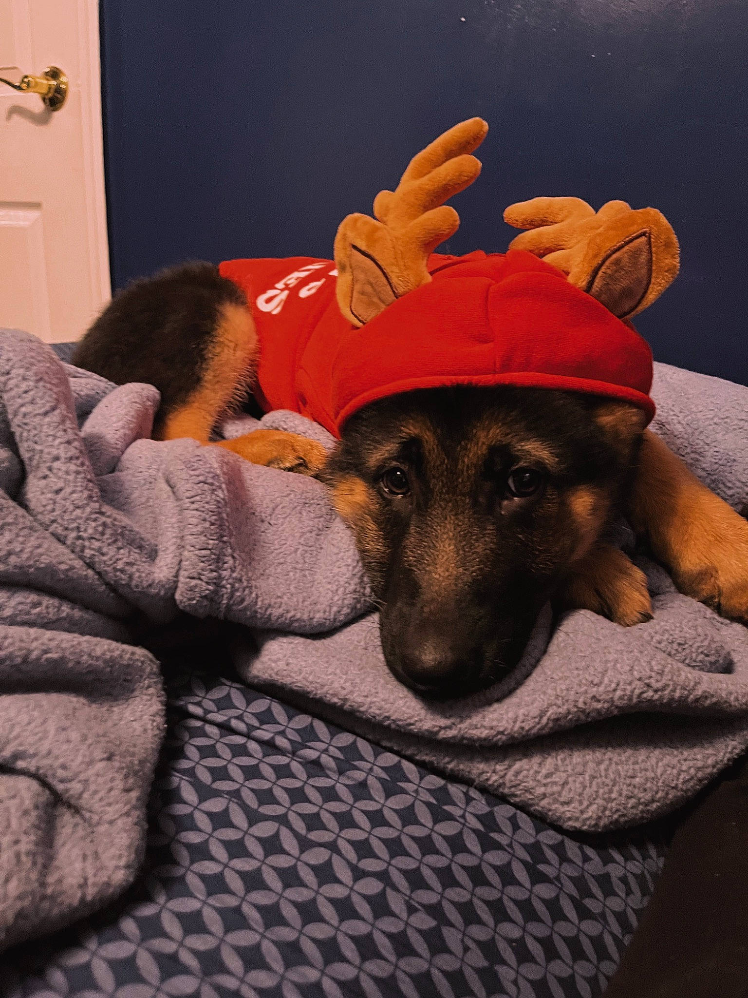 Apollo joined the competition — help win amazing prizes! carnivore, comfort, companion_dog, dog, dog_breed, ear, fawn, flooring, fun, fur, gesture, guard_dog, happy, lap, linens, room, selfie, sitting, toy_dog, working_animal