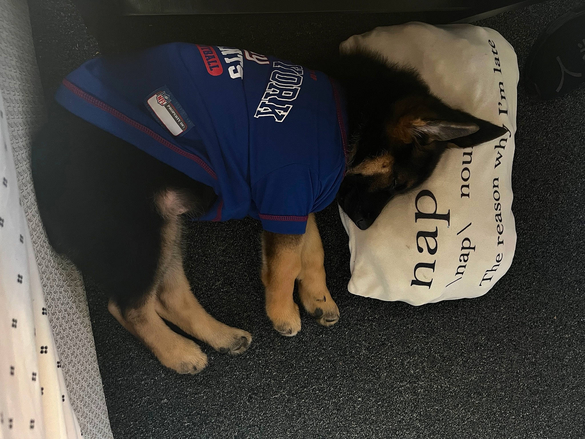 Apollo is registered to the contest to win money with this photo: baseball_cap, cap, carmine, carnivore, cricket_cap, elbow, electric_blue, font, foot, glove, hat, jersey, knee, logo, personal_protective_equipment, sleeve, sportswear, t_shirt, uniform, wrist