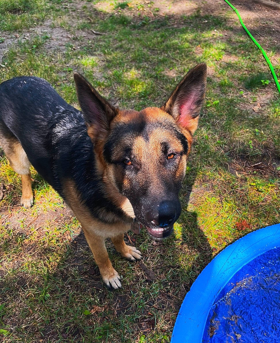 Apollo is registered to the contest to win money with this photo: canidae, carnivore, companion_dog, dog, dog_breed, east_european_shepherd, fawn, german_shepherd_dog, grass, guard_dog, herbaceous_plant, herding_dog, king_shepherd, old_german_shepherd_dog, plant, snout, sporting_group, working_animal, working_dog