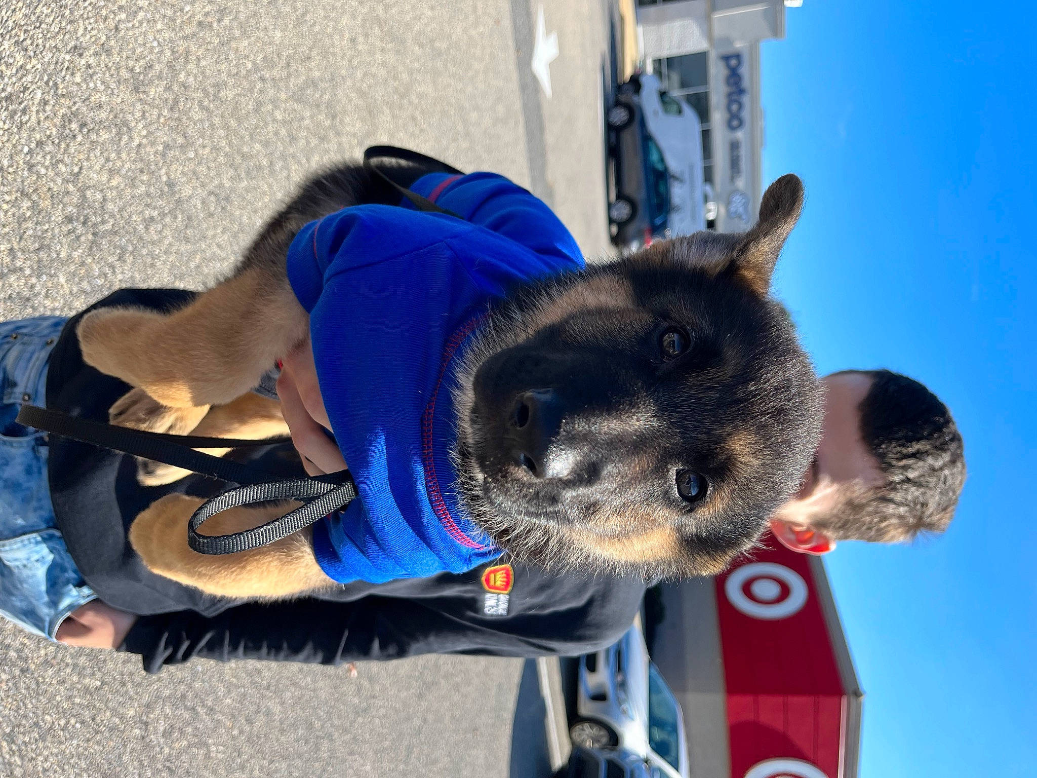 Apollo is registered to the contest to win money with this photo: blue, canidae, carnivore, dog_breed, electric_blue, fur, recreation, sky, snout, sporting_group, t_shirt, window, working_animal